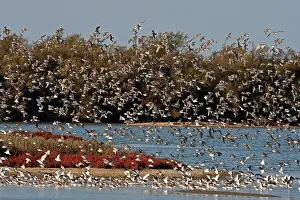 Dunlins: Various Waders (mainly Dunlin) - in flight