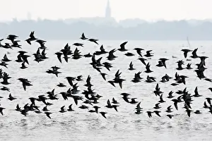 Dunlins: Various Waders: mainly Dunlin - in flight
