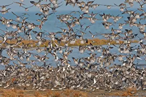 Dunlins: Various Waders: mainly Dunlin - in flight