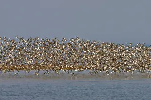 Dunlins: Various Waders: mainly Dunlin - in flight