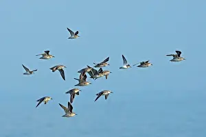 Dunlins: Various Waders: mainly Dunlin - in flight