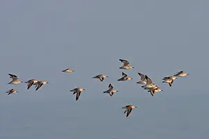 Dunlins: Various Waders: mainly Dunlin - in flight