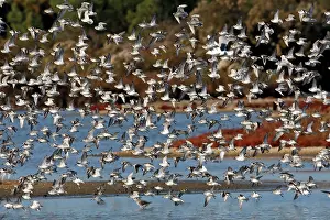 Dunlins: Various Waders - (mainly Dunlin) - in flight