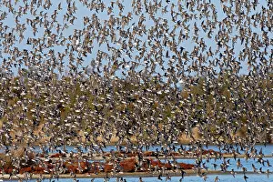 Dunlins: Various Waders - (mainly Dunlin) - in flight