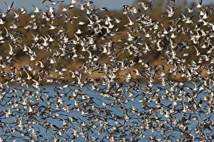 Dunlins: Various Waders - (mainly Dunlin) - in flight