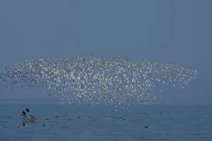 Dunlins: Various Waders: mainly Dunlin - Ringed Plover -