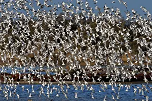 Dunlins: Various Waders: mainly Dunlin - Ringed Plover -