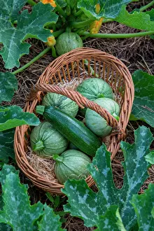 Pepo: Various Zucchinis in a basket in a Vegetable Garden