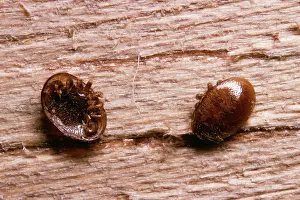 Mites: Varroa Mites