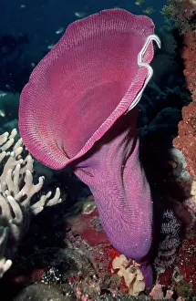 Sponges: Vase Sponge