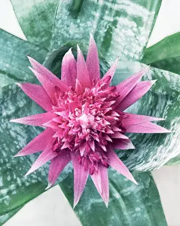 Fasciata: Vaseplant