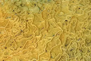Bugey: Vasques Calcite in a cave, Grotte de Saint Field