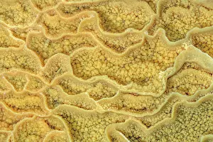 Bugey: Vasques Calcite in a cave, Grotte de Saint Field