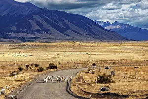 Roads: A vast landscape with mountains in the background and a road where sheep can be seen