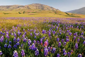 Lupines: Vast mass of blue lupines at Grapevine, at the
