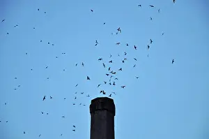 Swift: Vaux's Swifts