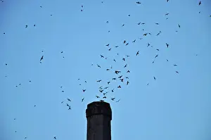Swift: Vaux's Swifts
