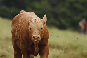 Multitudes: Veal harassed by flies Alsace France