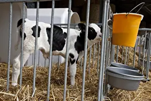 Suck: Veal Holstein calves in boxes and buckets of milk