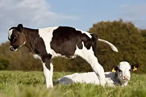 Prim: Veal Holstein and cross a meadow in autumn