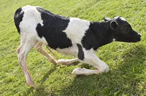 Births: Veal Holstein newborn rising for the first time