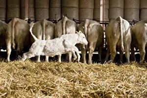 Attached: Veal running behind Cows attached in a stalling