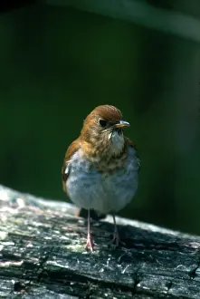 Veery: VEERY - adult in May