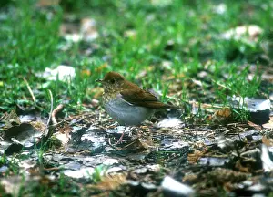 Veery: VEERY - adult in May