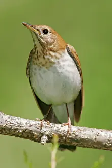 Veery: Veery