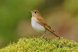 Veery: Veery