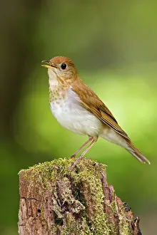 Veery: Veery