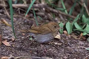 Veery: Veery