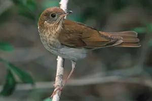 Veery: Veery