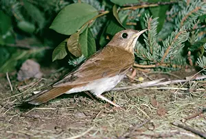 Veery: VEERY - on forest floor