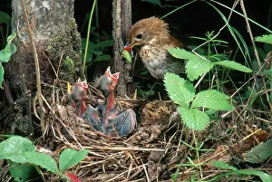 Nestlings: Veery at Nest