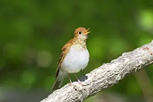 Veery: Veery - singing on territory in May