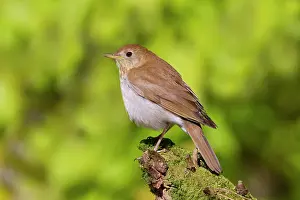 Veery: Veery - Spring