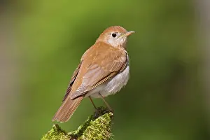 Veery: Veery - Spring