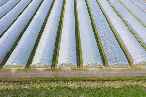 Economy: Vegetable cultivation