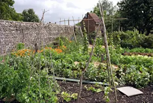 Proportion: Vegetable garden