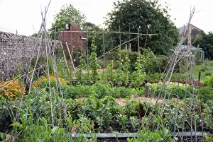 Proportion: Vegetable garden