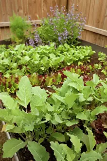Hobbies: Vegetable Garden
