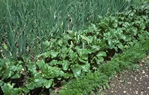 Onion: Vegetable garden