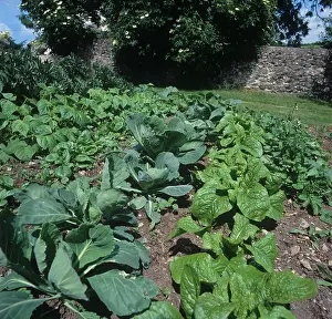 Patch: Vegetable garden