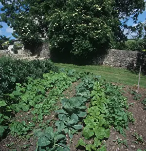 Patch: Vegetable garden