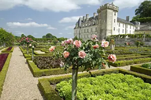 Euphorbiales: The vegetable garden. Chateau de Villandry, France