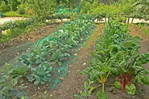 Allotment: VEGETABLE GARDEN - Rhubarb and Cabbage