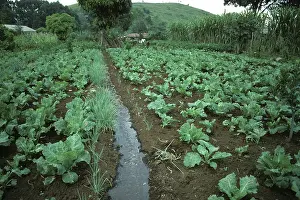 Onion: Vegetable garden, Tanzania