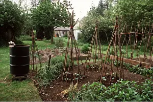 Frames: VEGETABLE GARDEN - With wigwam frames for runner beans