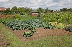 Ecologically: Vegetables growing on community allotment
